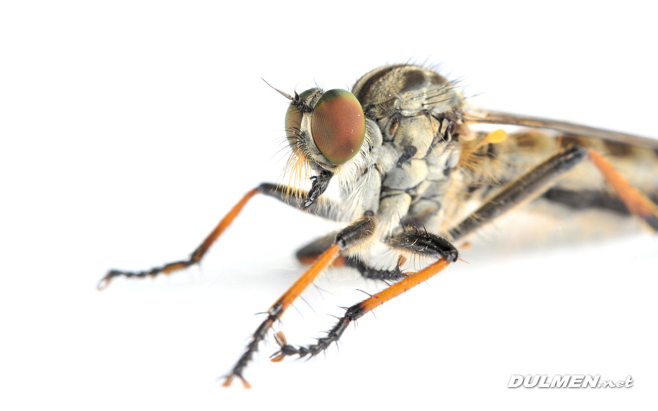 Common Awl Robberflies (male, Neoitamus cyanurus)